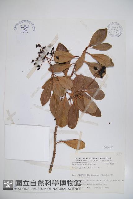 珊瑚樹藏品圖，第1張