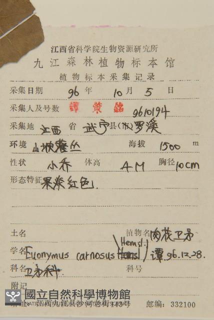 厚葉衛矛, 源一木藏品圖，第2張