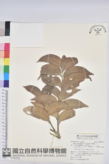 鐵色藏品圖，第1張