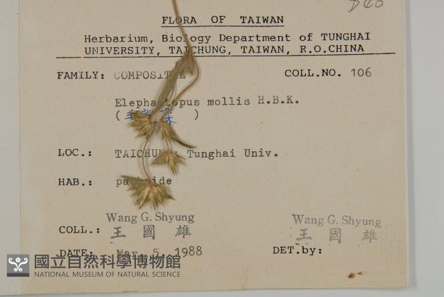 地膽草、毛蓮菜藏品圖，第2張