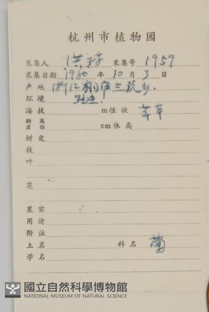 大狼把草藏品圖，第2張