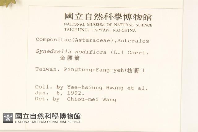 金腰箭藏品圖，第2張