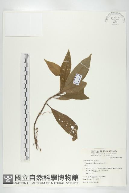 杜英、山杜英、蘭嶼杜英藏品圖，第1張