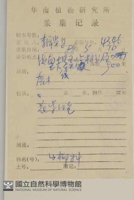 單毛山柳藏品圖，第2張