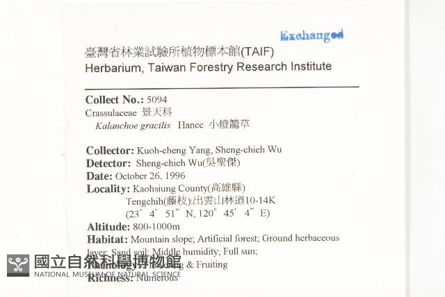 小燈籠草、大還魂藏品圖，第2張