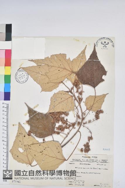 白匏子藏品圖，第1張