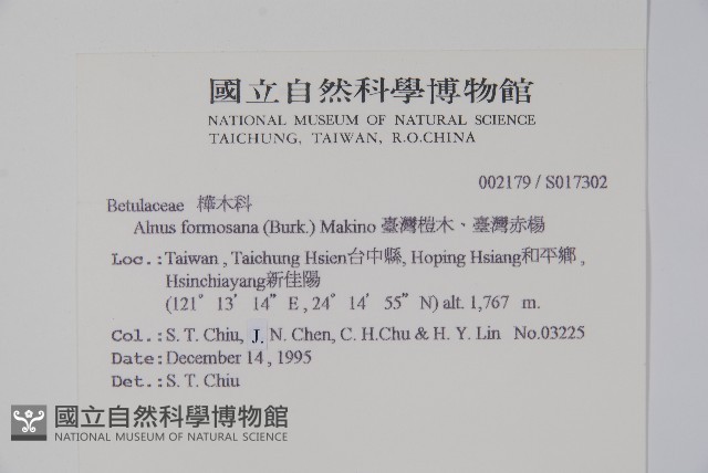 臺灣赤楊、臺灣榿木藏品圖，第2張