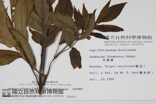 冇骨消藏品圖，第2張