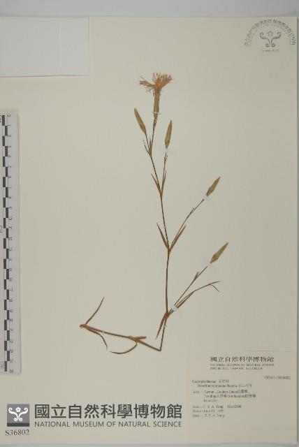 玉山石竹藏品圖，第1張