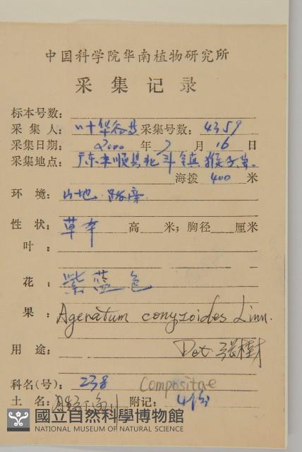 霍香薊藏品圖，第2張