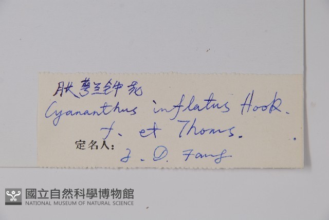 脹萼藍鐘花藏品圖，第2張