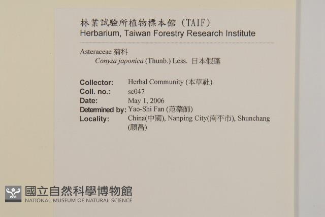 日本假蓬藏品圖，第2張