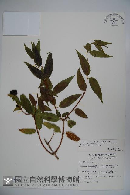 阿里山忍冬、漸尖葉忍冬藏品圖，第1張
