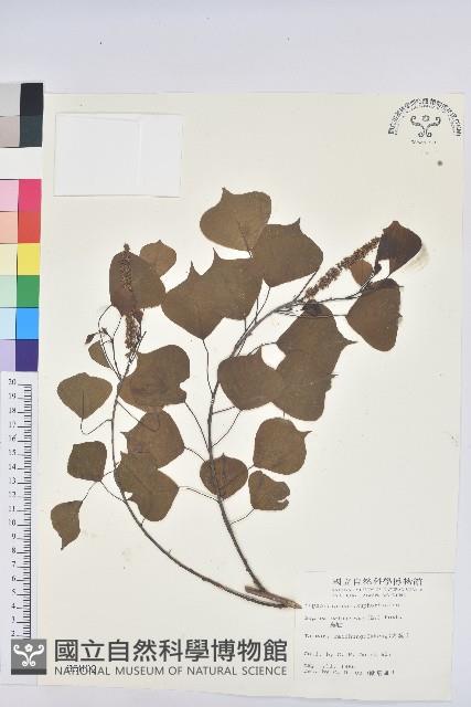 烏臼藏品圖，第1張