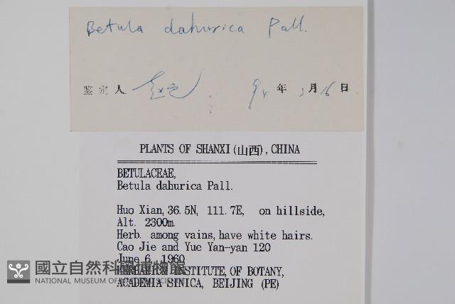 黑樺藏品圖，第2張