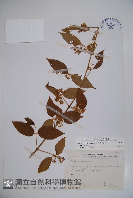 呂宋莢迷藏品圖，第1張