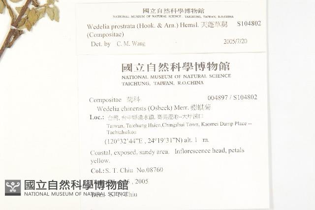 天蓬草舅藏品圖，第2張