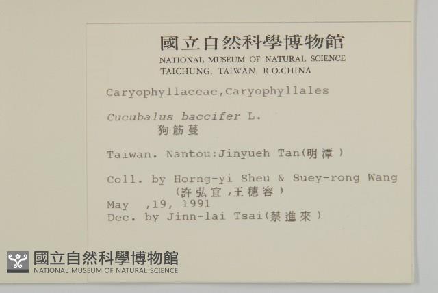 狗筋蔓藏品圖，第2張