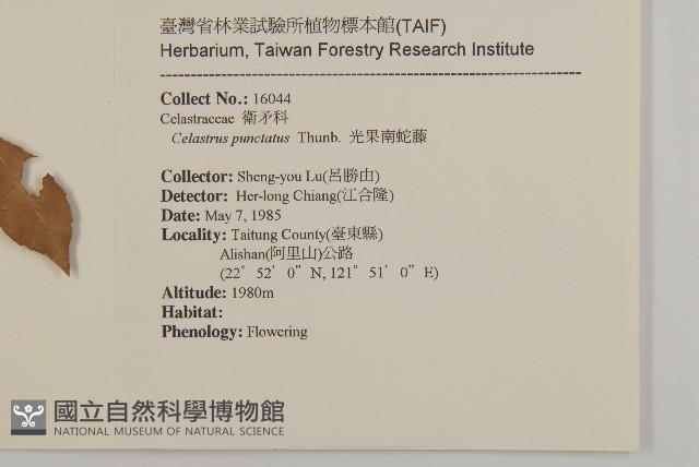 光果南蛇藤藏品圖，第2張