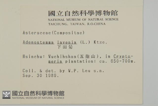 下田菊藏品圖，第2張