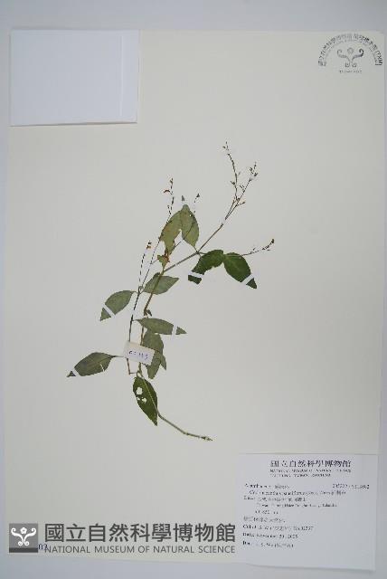 針刺草藏品圖，第1張