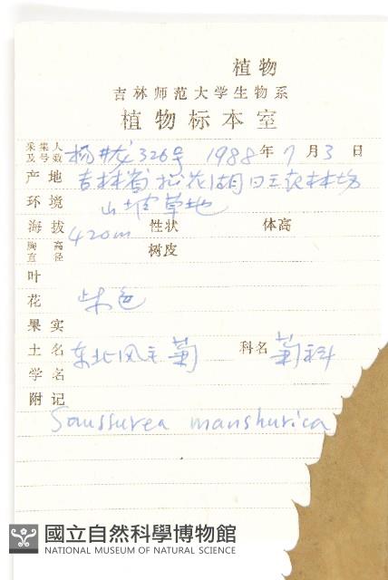 東北鳳毛菊藏品圖，第2張