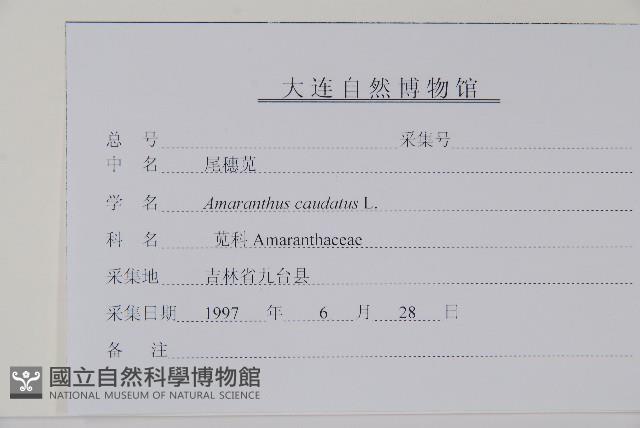 尾穗莧、老鎗穀藏品圖，第2張