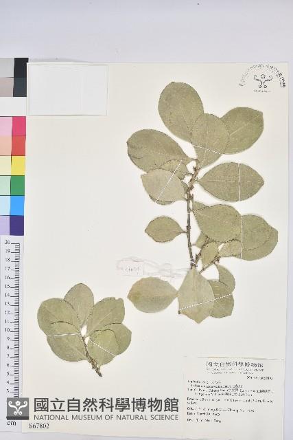 白樹仔藏品圖，第1張