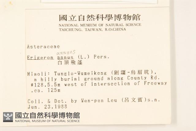 白頂飛蓬藏品圖，第2張