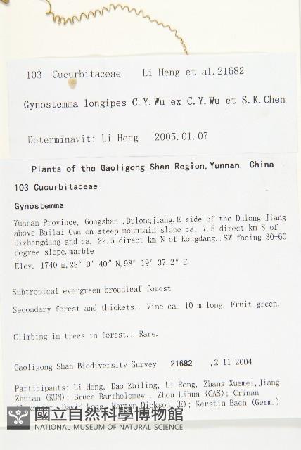 長葉絞股藍藏品圖，第2張