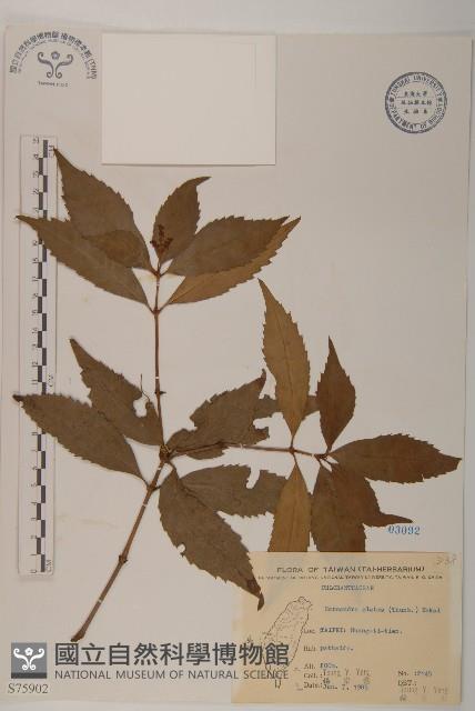 草珊瑚、紅果金粟蘭藏品圖，第1張