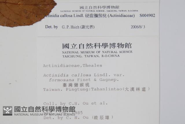 硬齒獼猴桃藏品圖，第2張