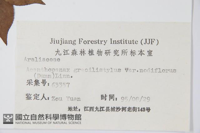 糙毛五加藏品圖，第2張