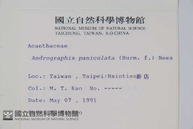 穿心蓮藏品圖，第2張