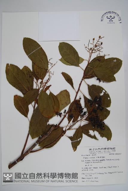 厚殼樹藏品圖，第1張