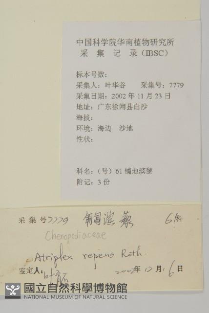 匍匐濱藜藏品圖，第2張