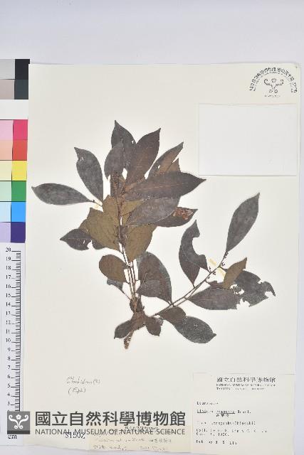 細葉饅頭果藏品圖，第1張