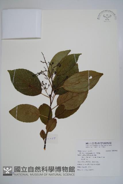 厚殼樹藏品圖，第1張