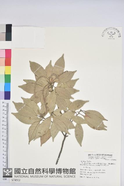 子彈石櫟、柯藏品圖，第1張