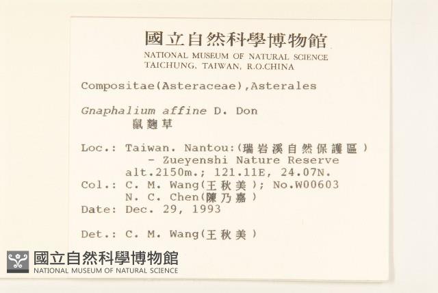 鼠麴草藏品圖，第2張