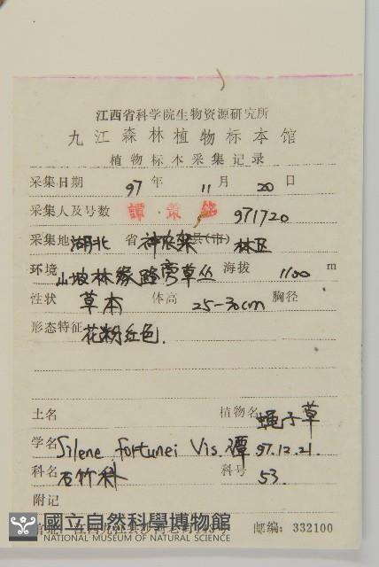 蠅子草藏品圖，第2張