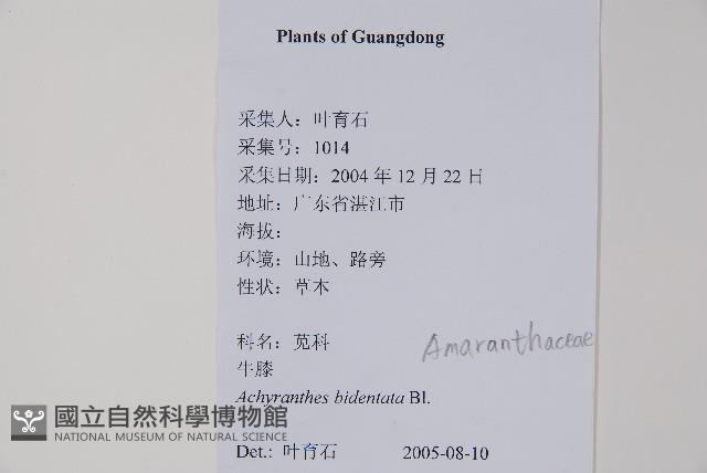 牛膝藏品圖，第2張