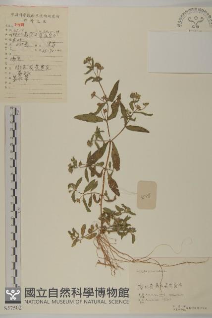 鱧腸藏品圖，第1張