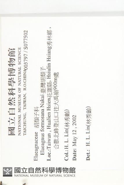 臺灣胡頹子藏品圖，第2張