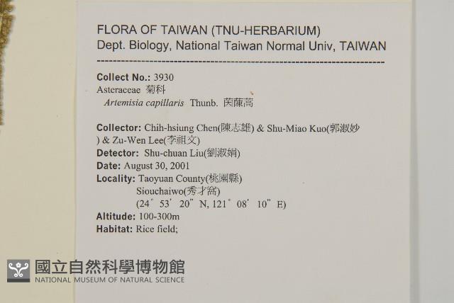 茵蔯蒿藏品圖，第2張