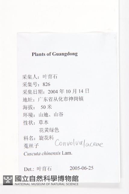 中國菟絲子藏品圖，第2張