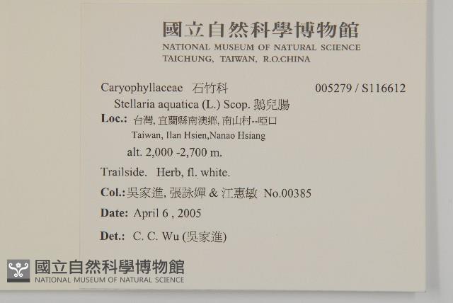 鵝兒腸藏品圖，第2張