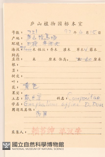 鼠麴草藏品圖，第2張
