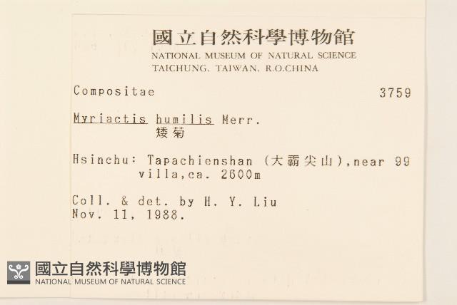 矮菊藏品圖，第2張