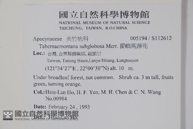 蘭嶼馬蹄花藏品圖，第2張